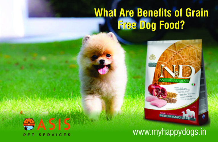 What Are Benefits Of Grain Free Dog Food?